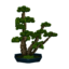 mugho bonsai