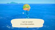 NH Caught Oyster Free Summer Update.jpg