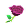 purple roses