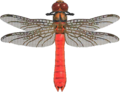 Red Dragonfly NH.png