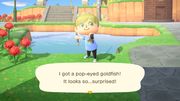 Pop-eyed goldfish/Gallery - Animal Crossing Wiki - Nookipedia