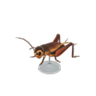 cricket model