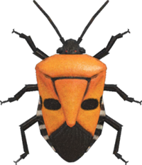 Artwork of Man-Faced Stink Bug