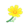 yellow cosmos