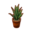 Snake Plant PC Icon.png