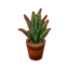 Snake Plant PC Icon.png