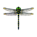 Banded Dragonfly NL Model.png