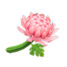 pink mums