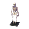 skeleton
