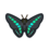 common bluebottle