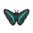 Common Bluebottle NH Icon.png