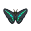 Common Bluebottle NH Icon.png