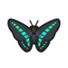Common Bluebottle NH Icon.png