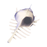 venus comb