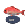 red snapper model