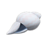 conch