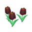 black-tulip plant