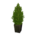 Cypress plant's Deep green variant