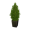 Cypress Plant (Deep Green) NL Model.png