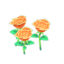 orange-rose plant