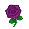 purple roses