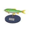 sweetfish model