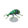 blue weevil beetle model
