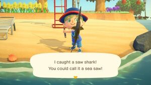 Caught Saw Shark NH.jpg