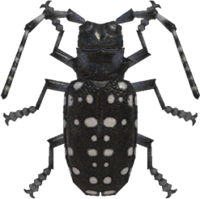 Artwork of Citrus Long-Horned Beetle