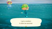 NH Caught Scallop Southern Free Summer Update.jpg