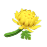 yellow mums