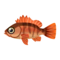 Dark-Banded Rockfish PC Icon.png