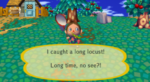 Caught Long Locust CF.png