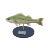 sea bass model