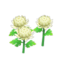 white-mum plant