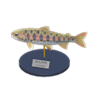 cherry salmon model