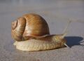 Helix Pomatia Snail.jpg