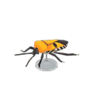 man-faced stink bug model