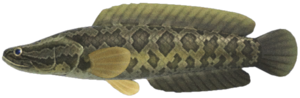 Giant Snakehead NH.png