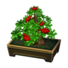 hawthorn bonsai