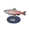 king salmon model