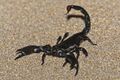 Scorpion Real.jpg