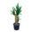 Yucca's Blue variant