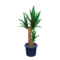Yucca (Blue) NH Icon.png