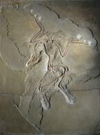 The Archaeopteryx fossil in the Museum für Naturkunde in Berlin. Wing imprints can be seen.