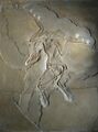 Berlin Archaeopteryx.jpg