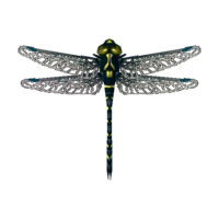 Artwork of Petaltail Dragonfly