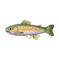 Artwork of rainbow trout
