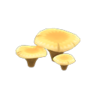 flat mushroom