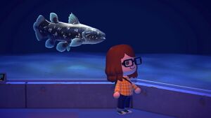 NH Coelacanth Museum.jpg